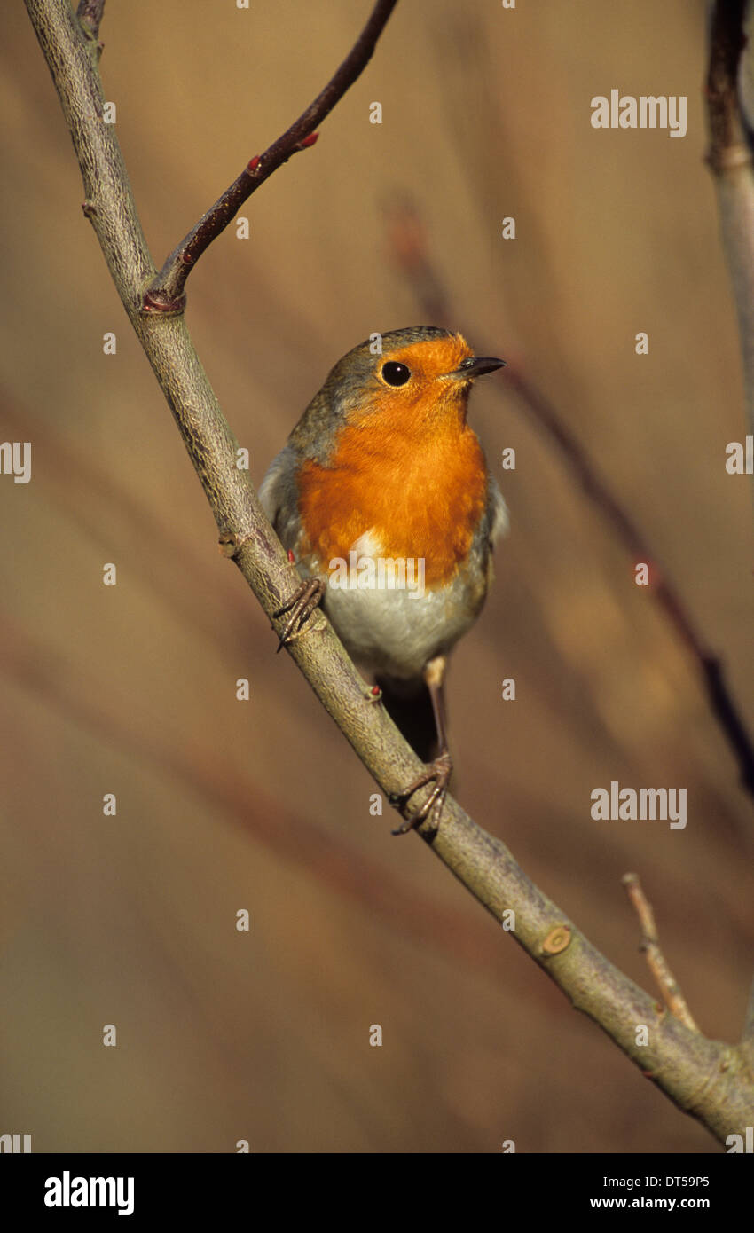 EUROPEAN ROBIN (Erithacus rubecula aux abords) mâle adulte Southport Merseyside UK Banque D'Images