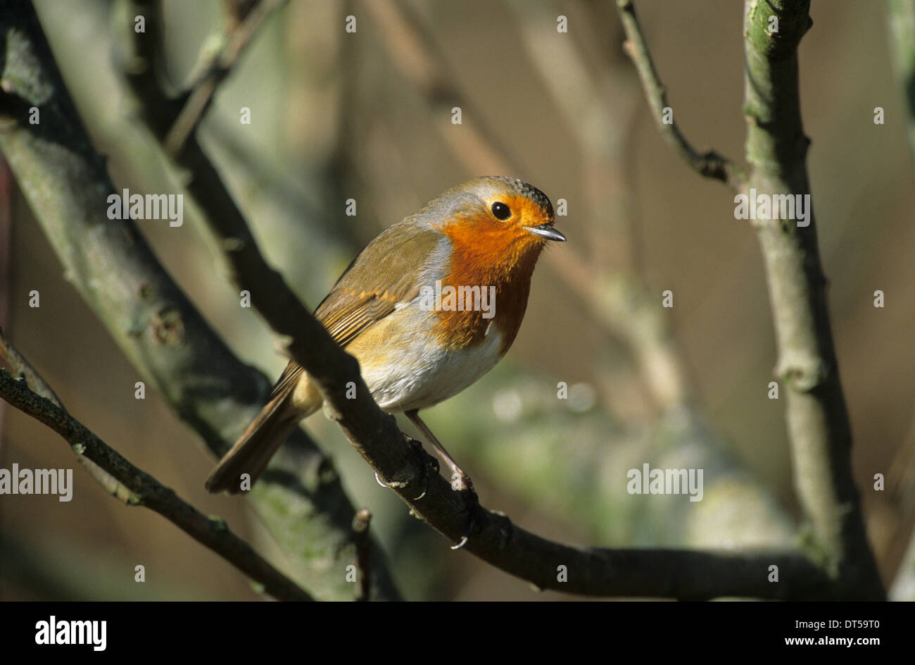 EUROPEAN ROBIN (Erithacus rubecula aux abords) mâle adulte Southport Merseyside UK Banque D'Images