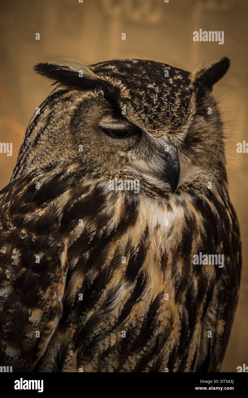 Portrait Owl, golden owl, faune concept Banque D'Images