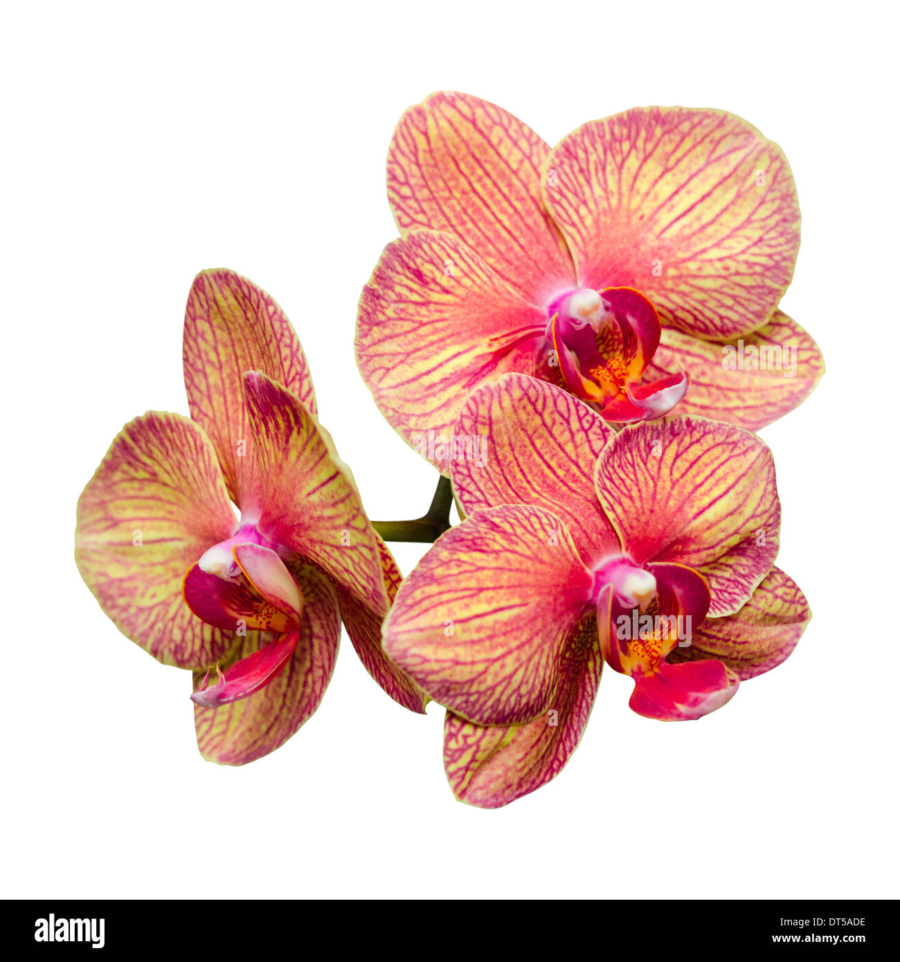 Bouquet de trois fleurs d'isoler phalaenopsis doux Banque D'Images