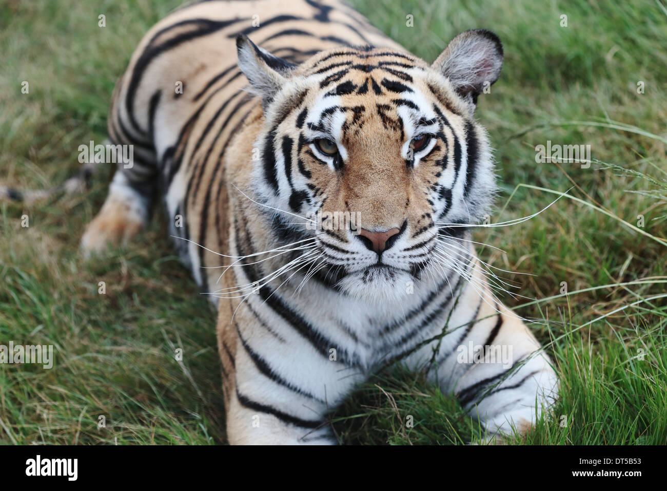 Tigre du Bengale et au repos jusqu'à Banque D'Images