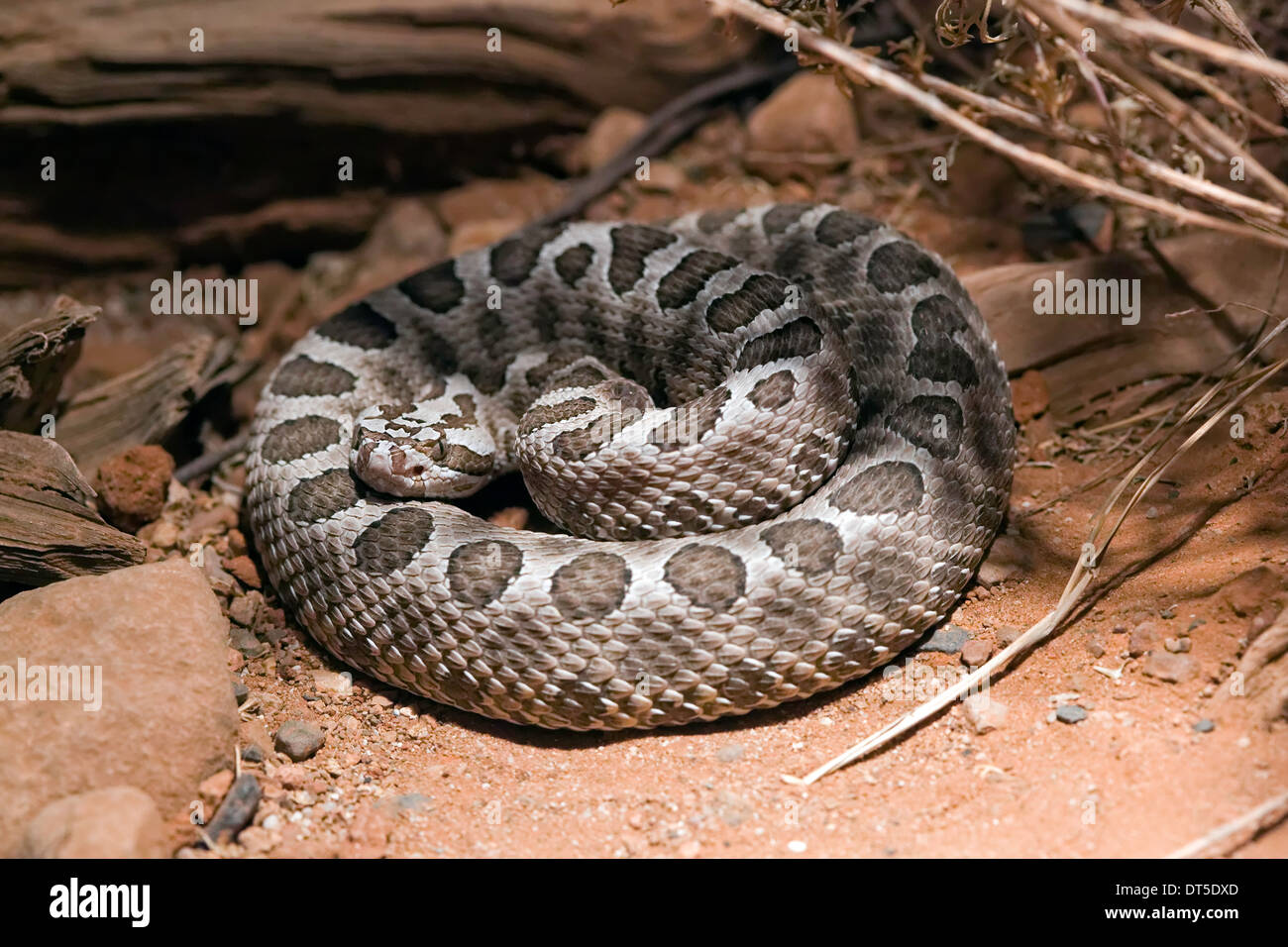 Désert (Sistrurus catenatus Massasauga edwardsi) Banque D'Images