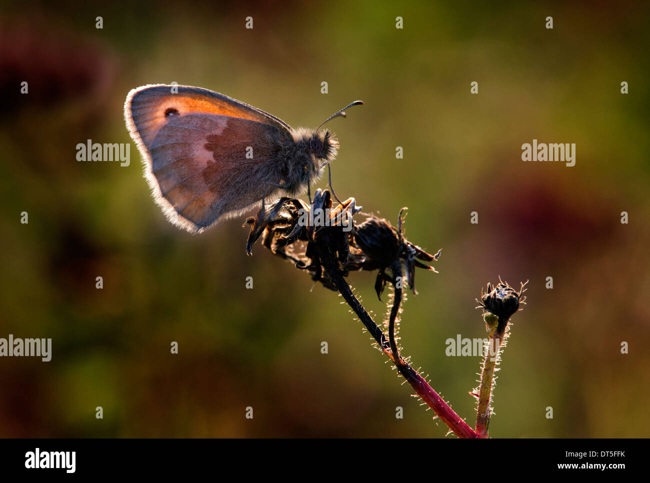 Papillon Small Heath se reposant dans une faible lumière du soir sur une réserve naturelle Bucks UK Banque D'Images