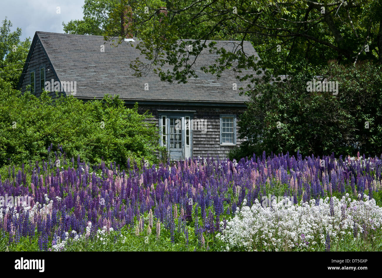 Spring Lupin fleurs sauvages dans un chalet coloré jardin frontière et une maison de style Cape Cod, parc national d'Acadia, Maine, Etats-Unis, Nouvelle-Angleterre,FS 11,76 MO Banque D'Images