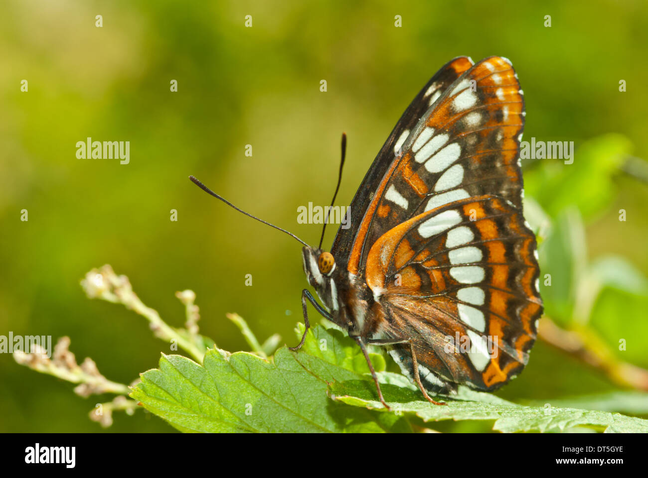 L'amiral blanc papillon, Limenitis arthemis, perche sur une feuille au soleil, parc provincial Goldstream, Colombie-Britannique Banque D'Images