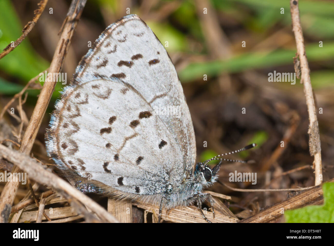 Azur printanier papillon, Celastrina ladon, perché sur les herbes mortes au printemps, perroquets Bay Conservation Area, Ontario Banque D'Images