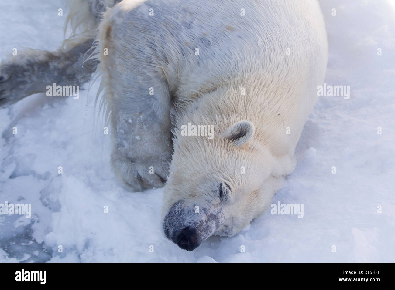 L'ours polaire femelle avec la tête sur la neige et la glace se reposant Banque D'Images