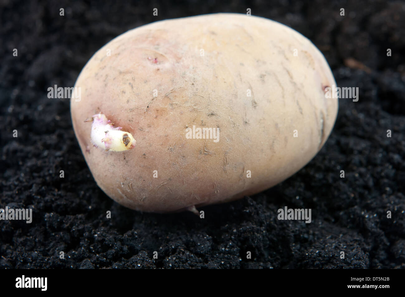 Tubercule de pomme de terre de plantation dans le sol Banque D'Images