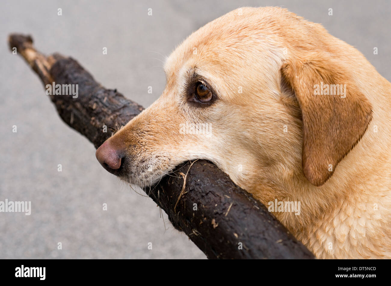 Labrador Retriever jaune qui traverse un champ ouvert Banque D'Images