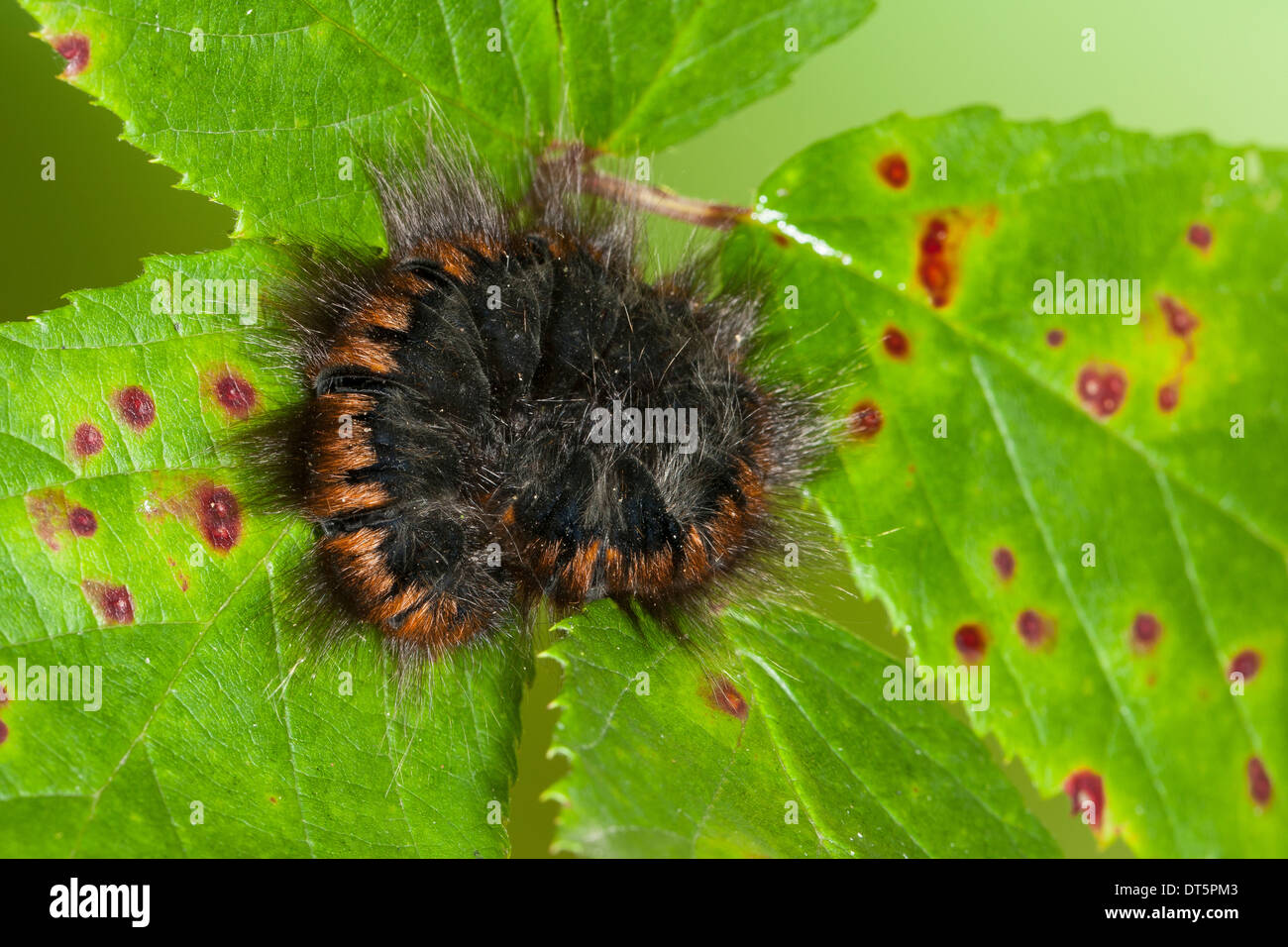 Fox Moth, Caterpillar, Brombeerspinner Brombeer-Spinner, Raupe Macrothylacia rubi,,, Glucken, Lasiocampidae Banque D'Images