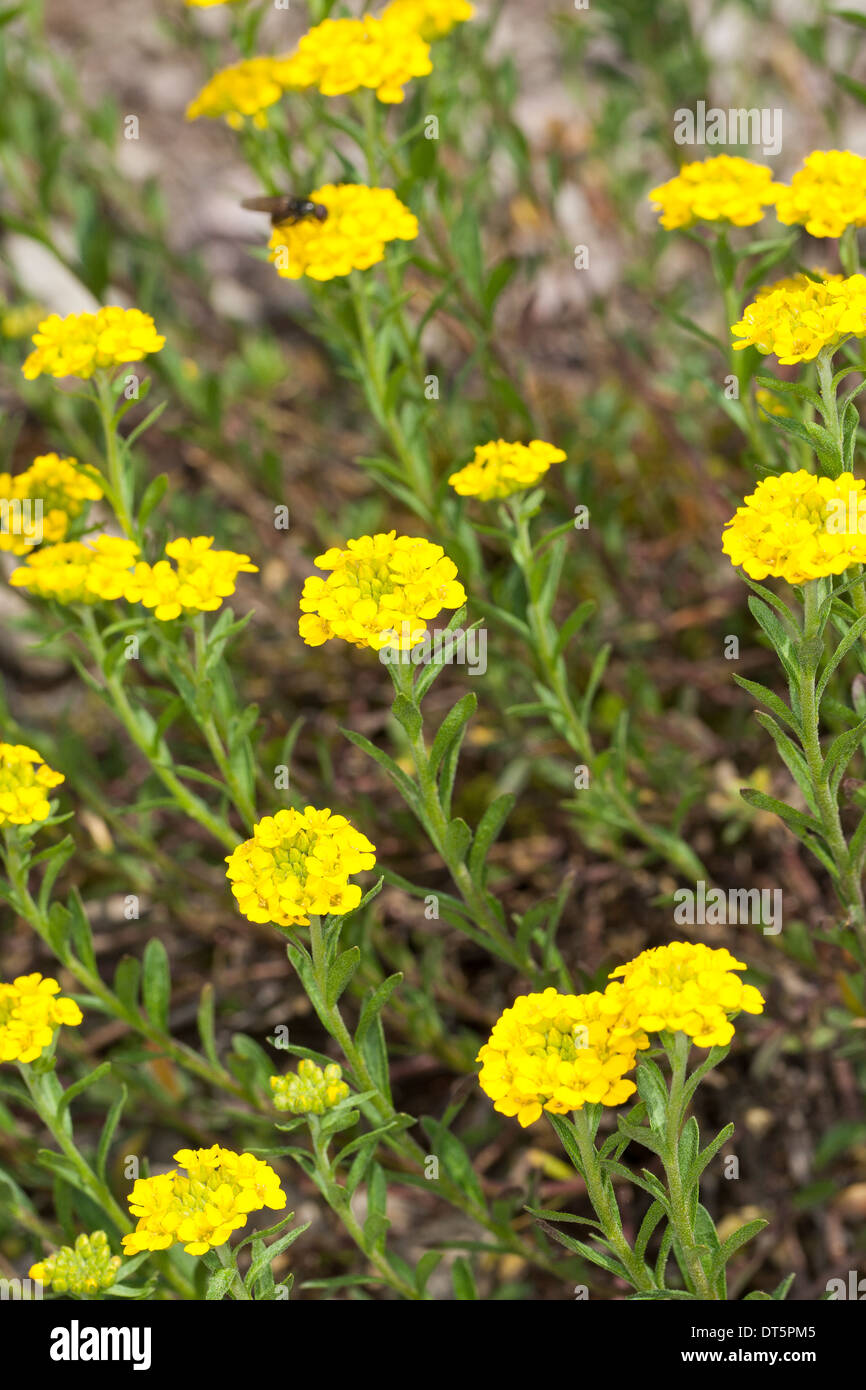 Madwort La Montagne, Montagne, Alyssum, Alison, Berg-Steinkraut Bergsteinkraut Steinkraut Gelbes,,, Steinkresse Alyssum montanum, Banque D'Images