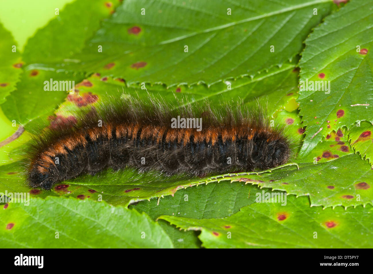 Fox Moth, Caterpillar, Brombeerspinner Brombeer-Spinner, Raupe Macrothylacia rubi,,, Glucken, Lasiocampidae Banque D'Images