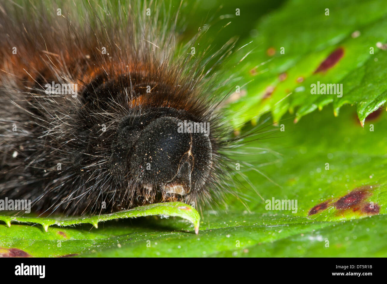 Fox Moth, Caterpillar, Brombeerspinner Brombeer-Spinner, Raupe Macrothylacia rubi,,, Glucken, Lasiocampidae Banque D'Images