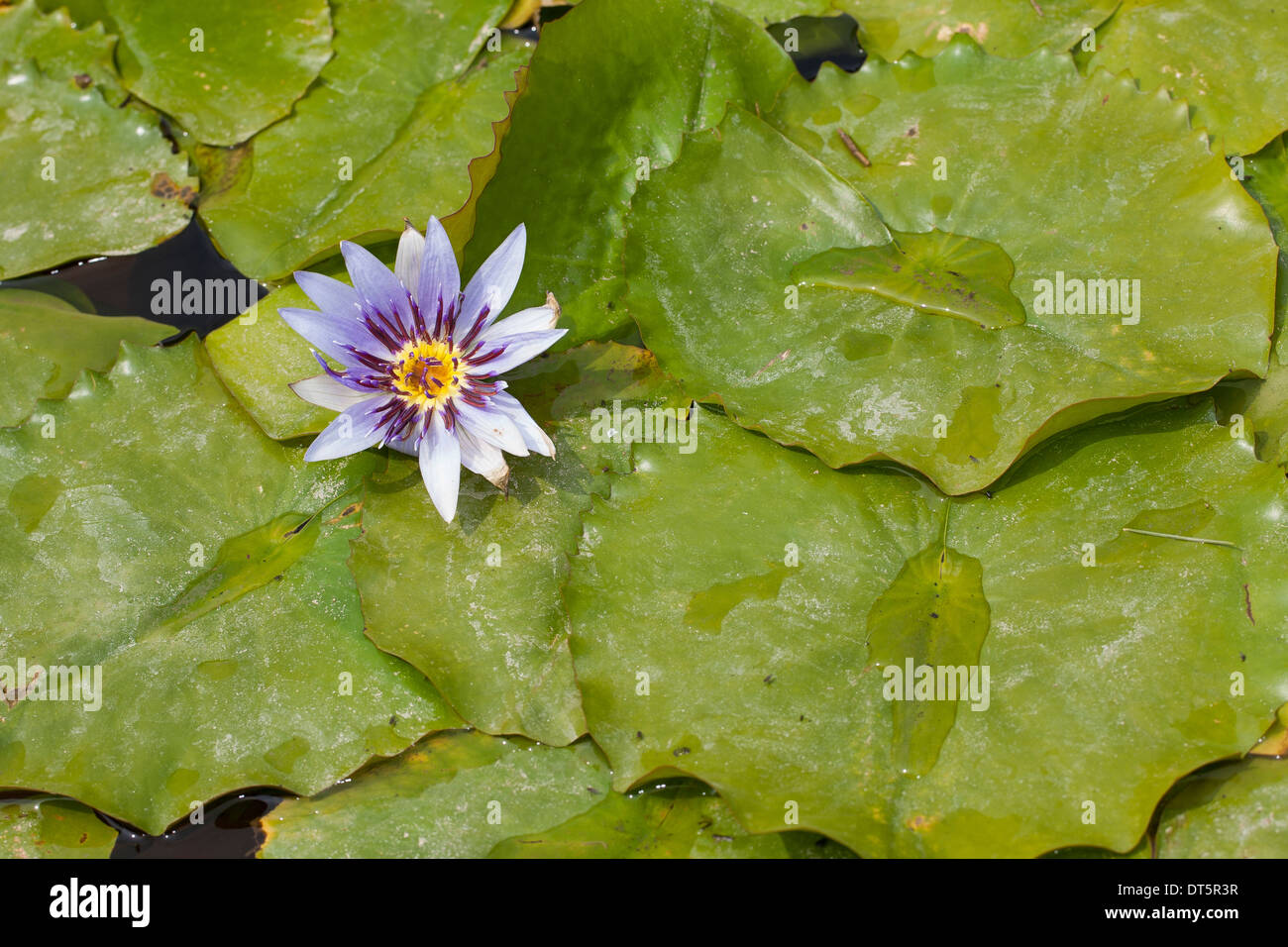 Blue Lotus égyptien, Blaue Ägyptische Seerose, Blaue Ägyptische Lotusblume, Nymphaea caerulea, Nymphaea nouchali caerulea var. Banque D'Images