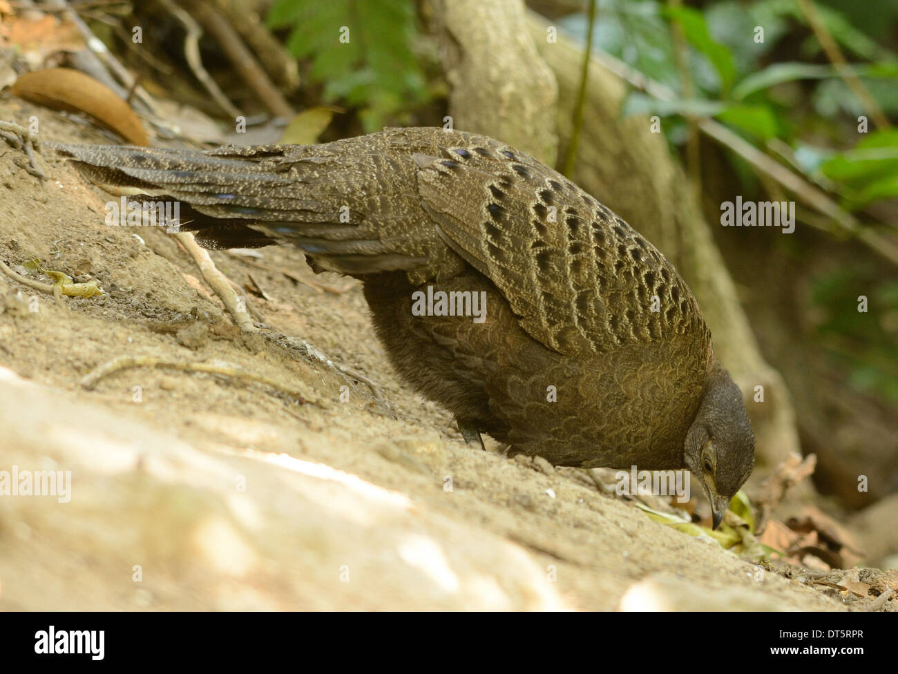 Belle femelle gris-paon (Polyplectron bicalcaratum faisan) dans la forêt thaïlandaise Banque D'Images