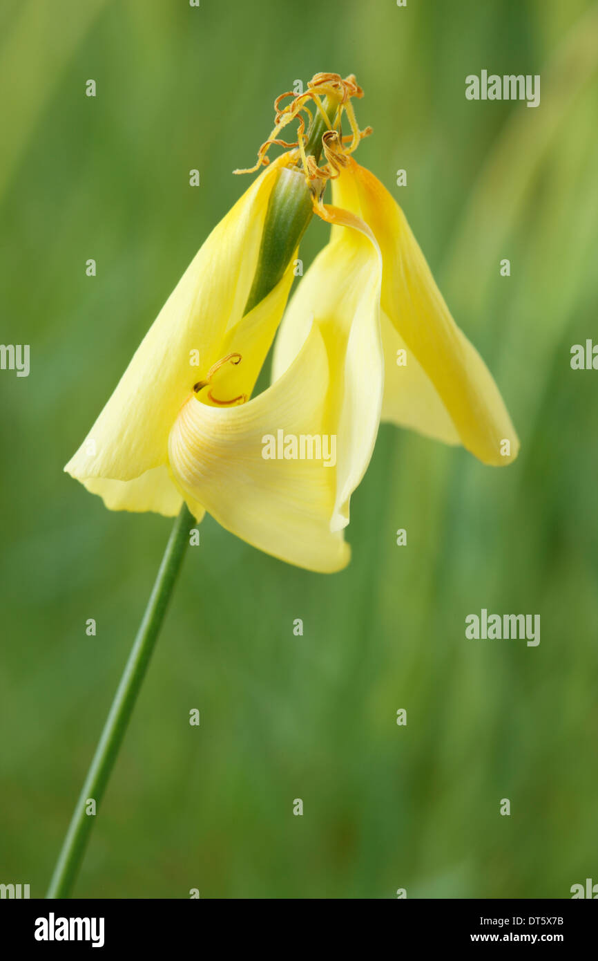 Eschscholzia celebensis Rough-têtes de pavot de Californie poêles à partir de pétales tomber d'une fleur morte peut Banque D'Images