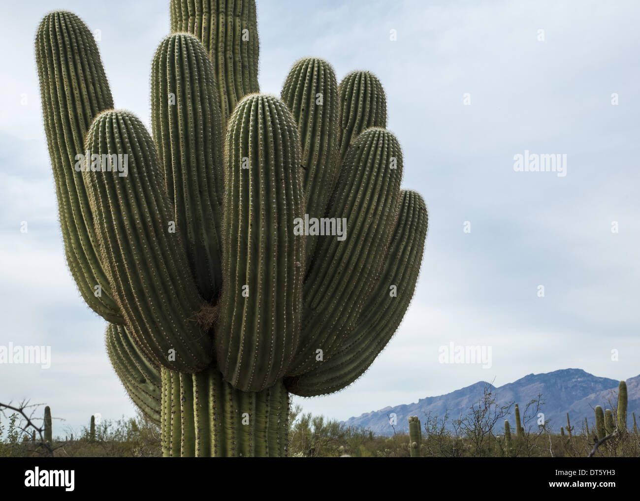 Saguaro National Park East Banque D'Images