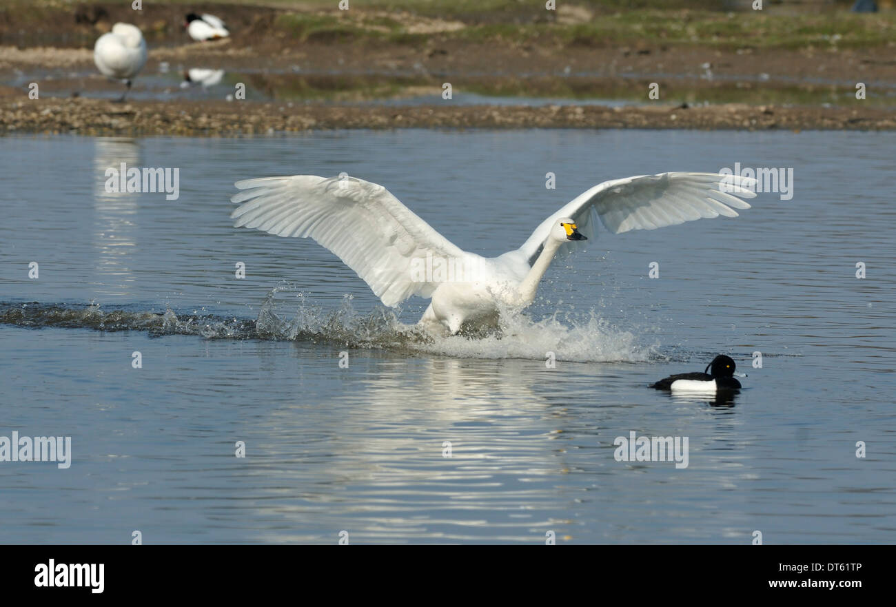 Le cygne de Bewick Cygne ou - Cygnus bewickii Landing sur le lac Banque D'Images