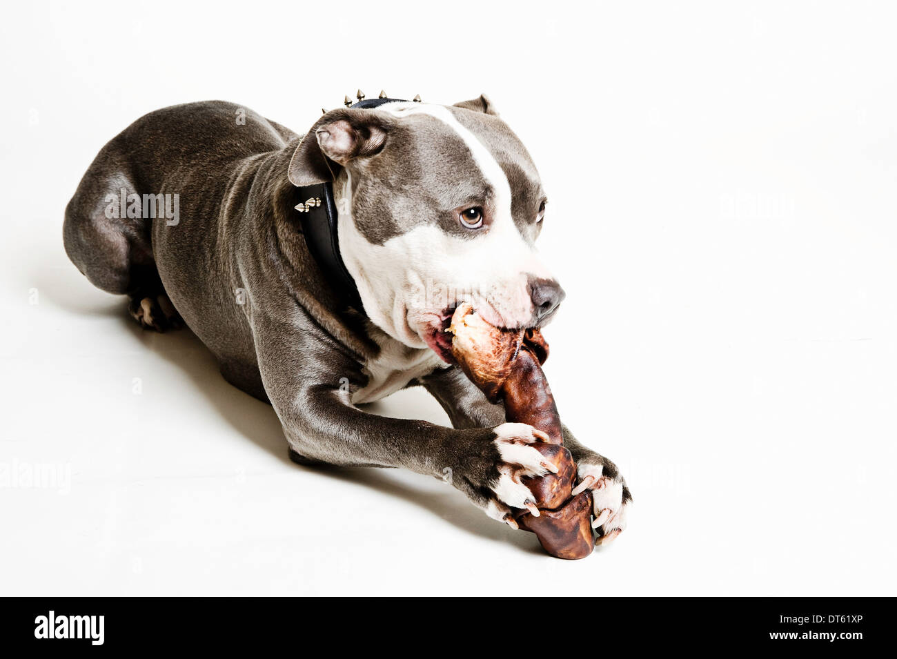 Portrait de chien se tenant à l'os et Banque D'Images