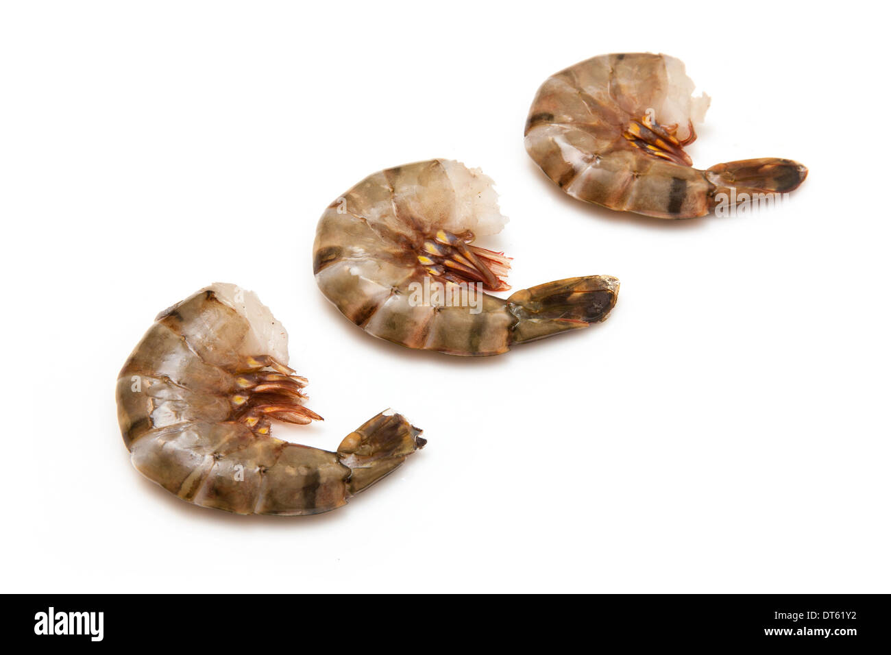Grande crevette ou tigre asiatique- Crevettes Penaeus monodon. Isolé sur un fond blanc studio. Banque D'Images