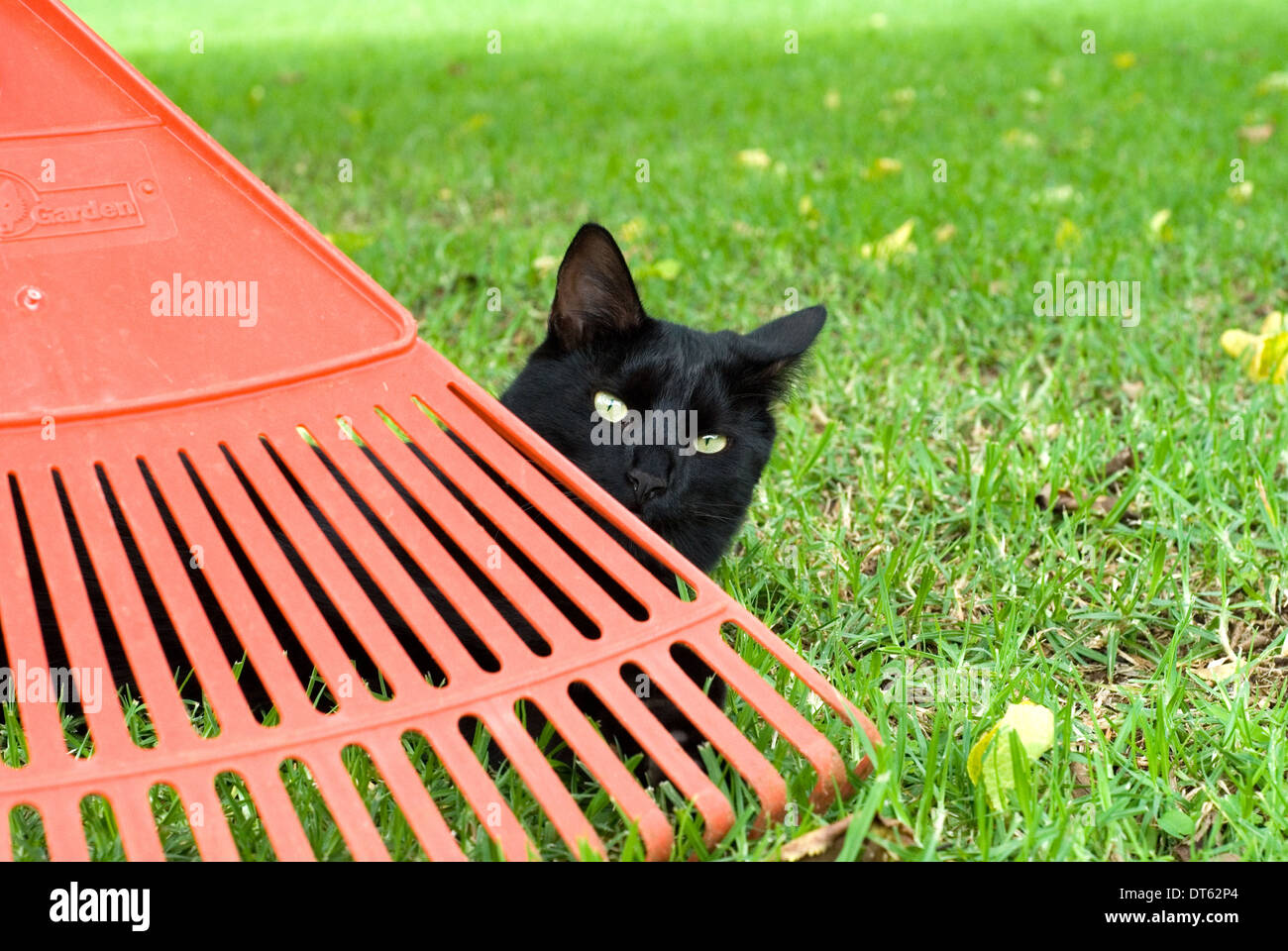 Petit Chat noir se cacher derrière un râteau de jardin Banque D'Images