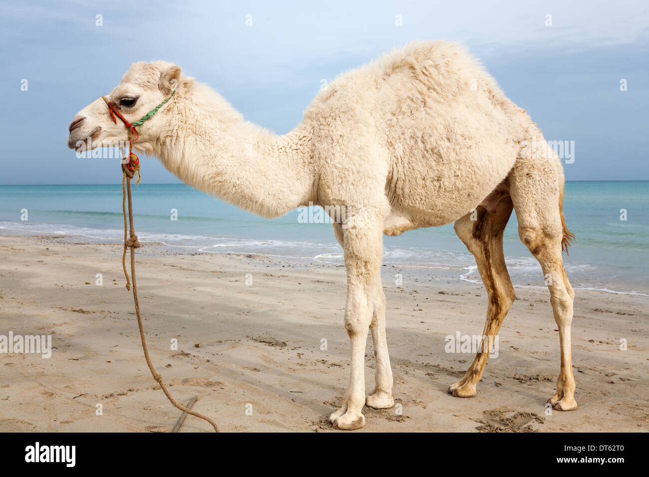 White Baby Camel sur la plage en Tunisie Banque D'Images