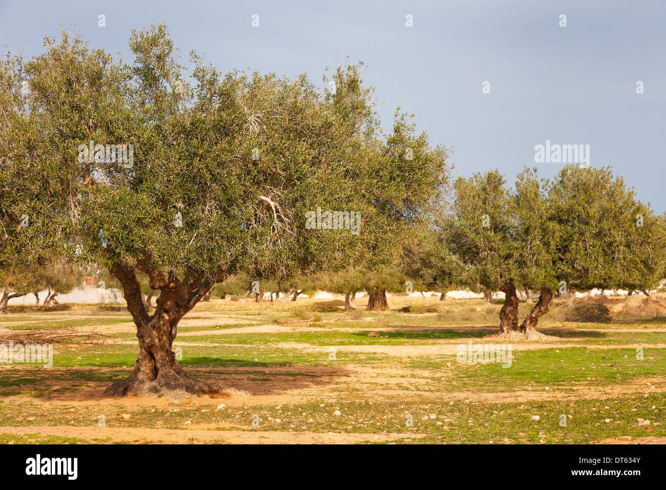 Plantation d'arbres d'olive en Tunisie Banque D'Images