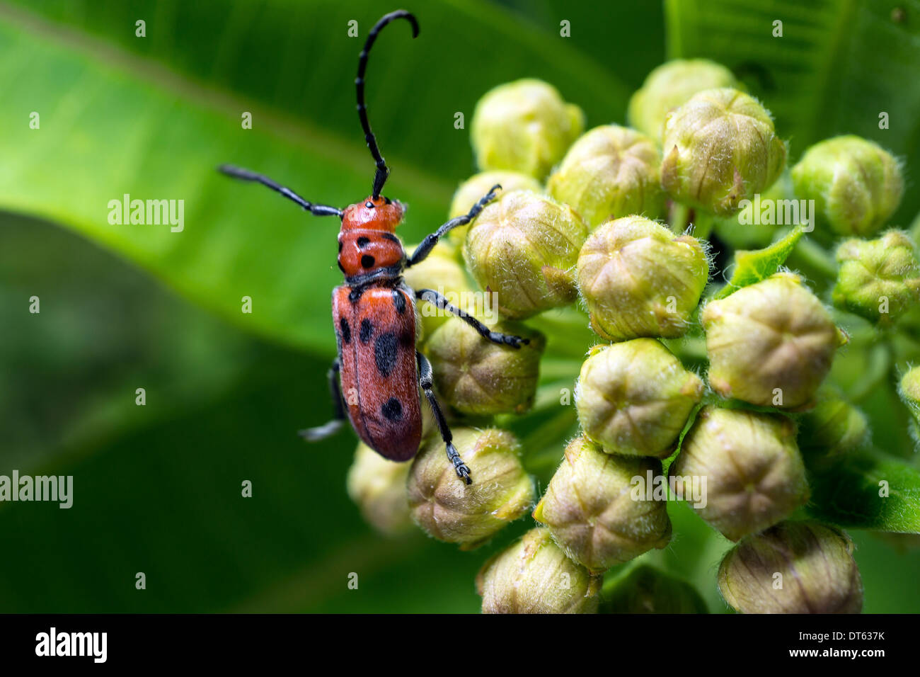 Tetraopes tetrophthalmus, communément connue sous le nom de coléoptère asclépiade rouge, est un coléoptère de la famille des Cerambycidae Banque D'Images