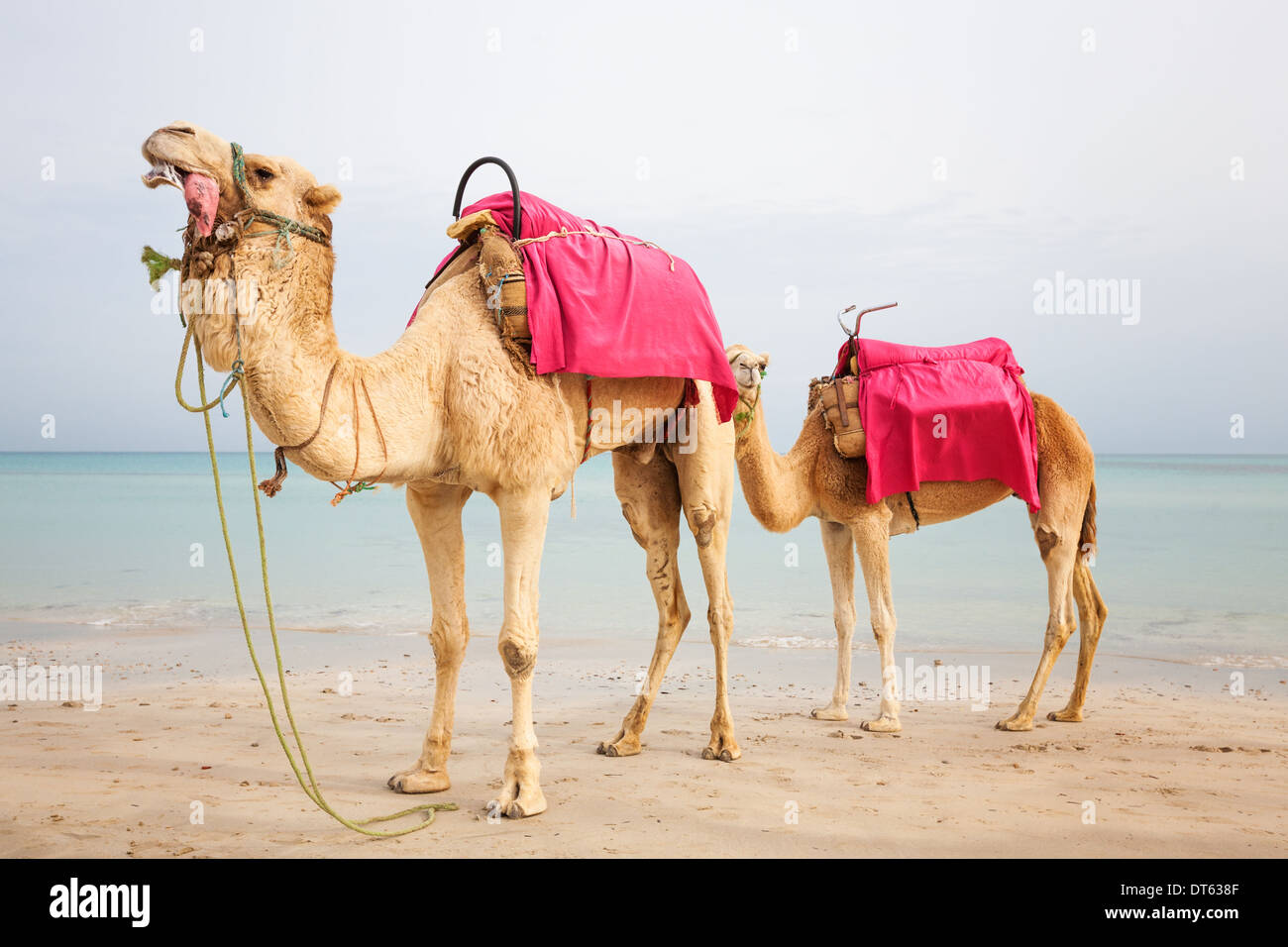 Deux chameaux dromadaire sur la plage en Tunisie Banque D'Images