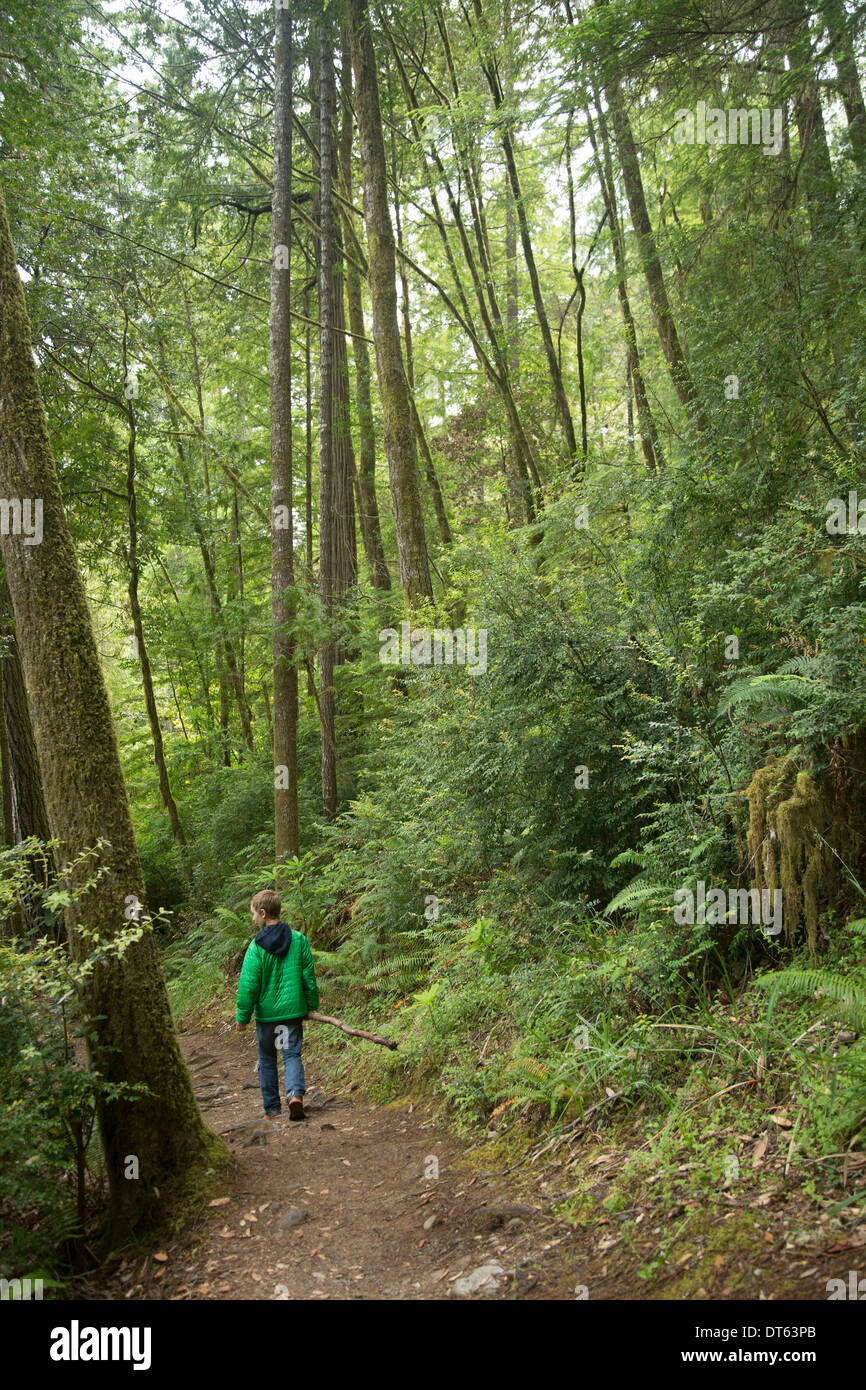 Boy walking on path, Redwoods National Park, California, USA Banque D'Images