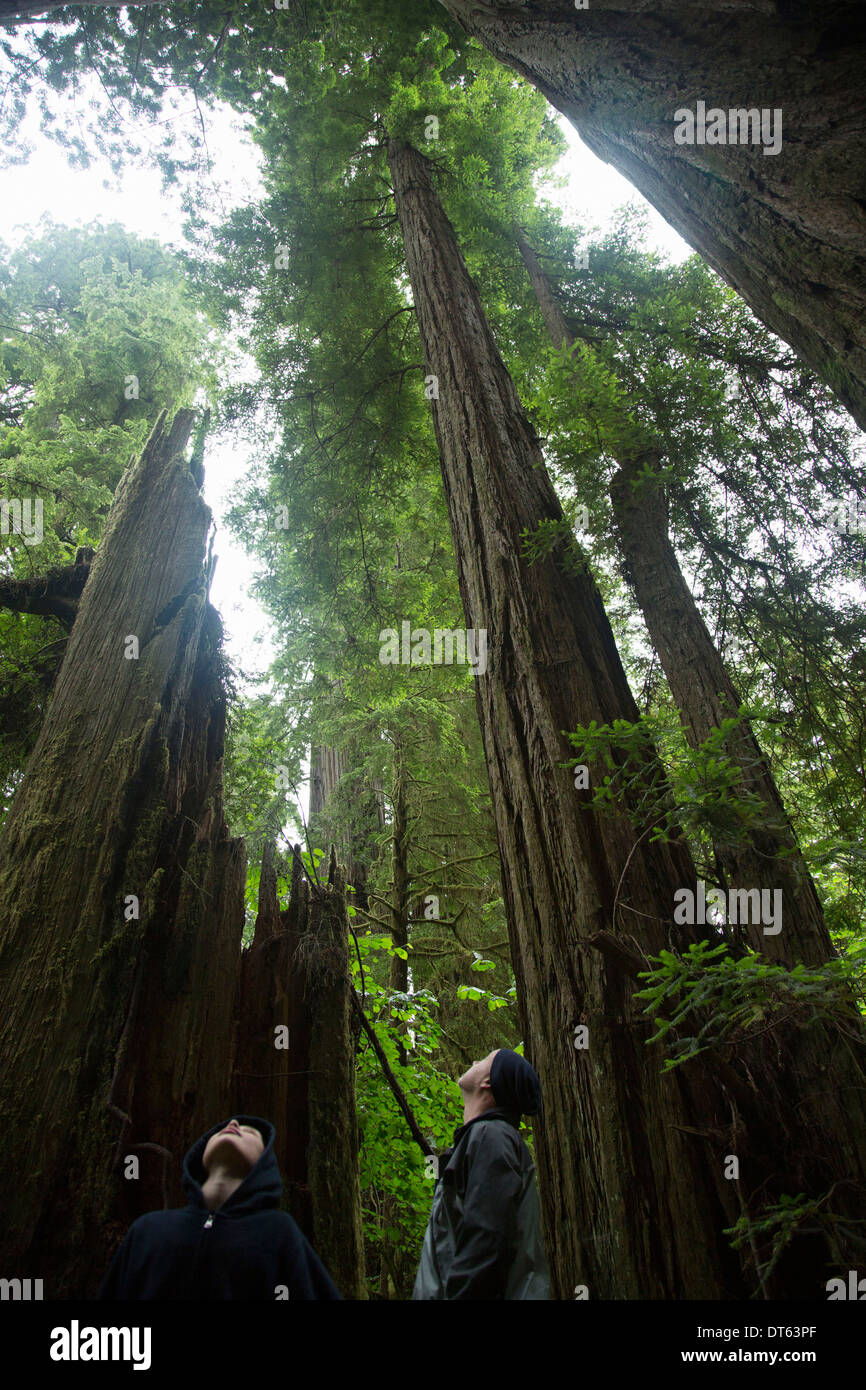 Père et fils looking up, Redwoods National Park, California, USA Banque D'Images