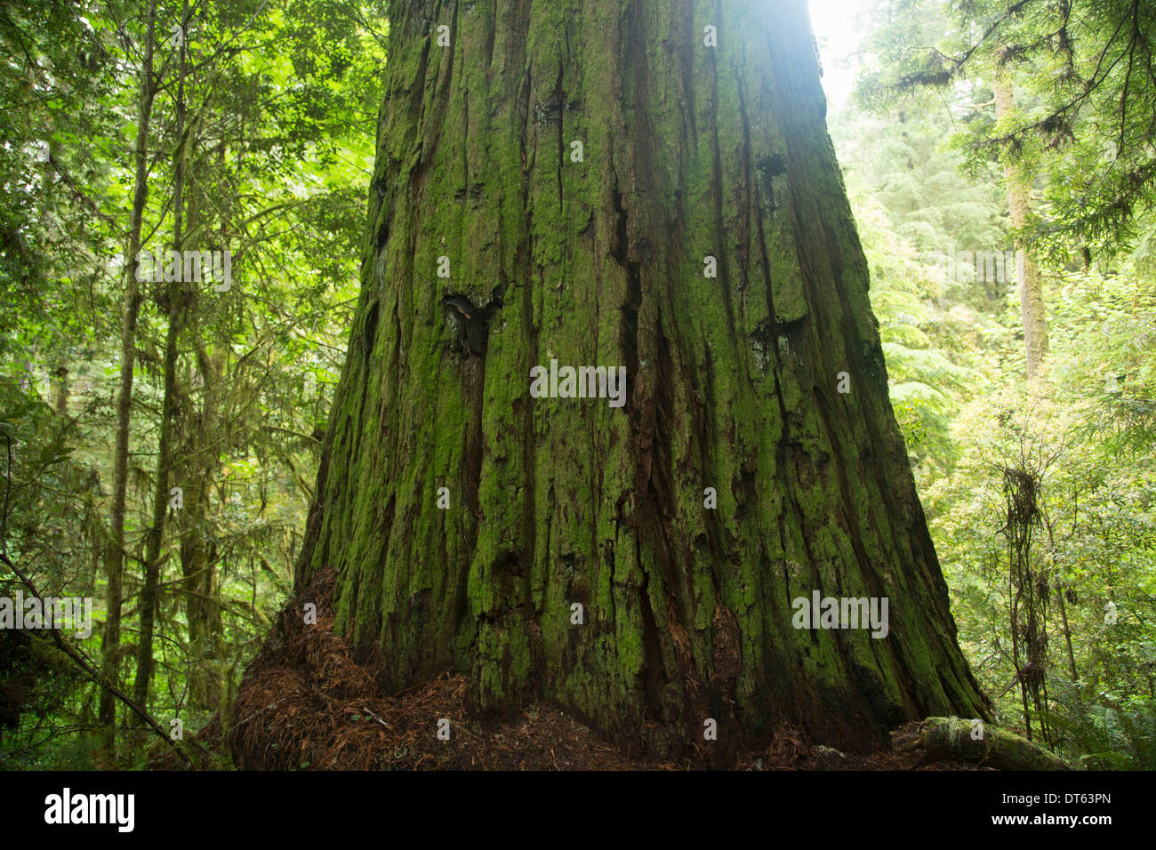 Tronc d'arbre, Redwoods National Park, California, USA Banque D'Images