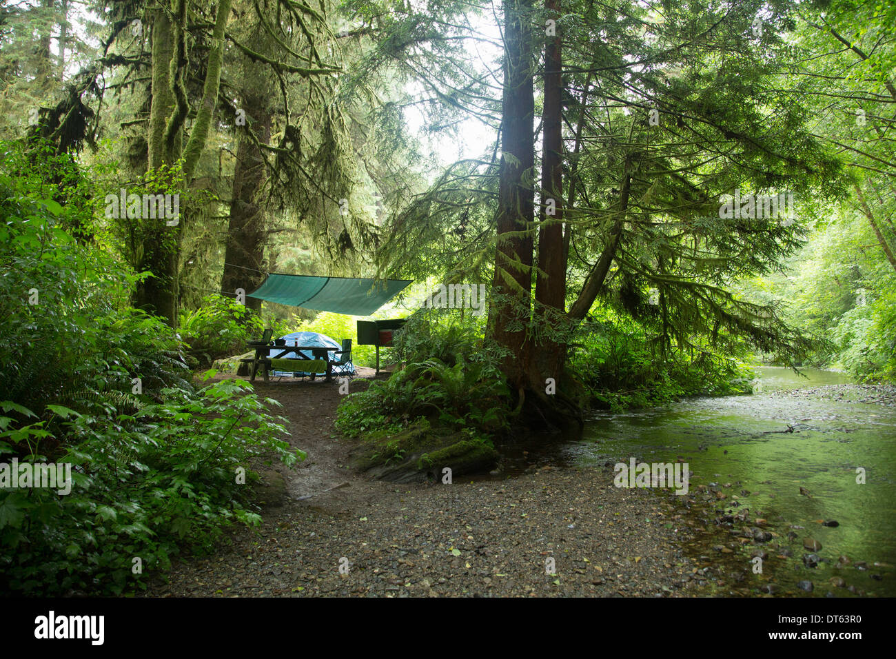 Camp, Redwoods National Park, California, USA Banque D'Images