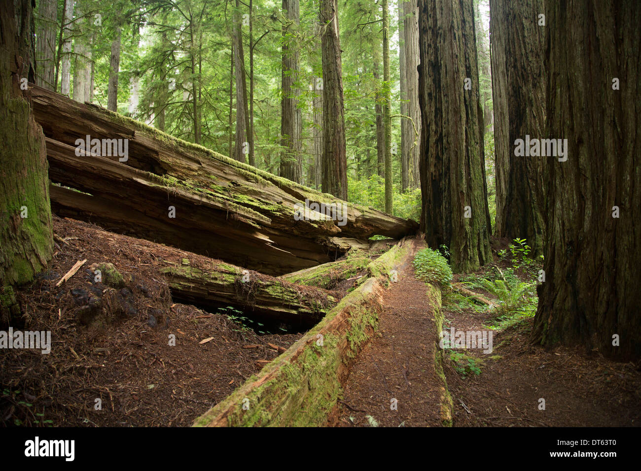 Les arbres tombés, Redwoods National Park, California, USA Banque D'Images