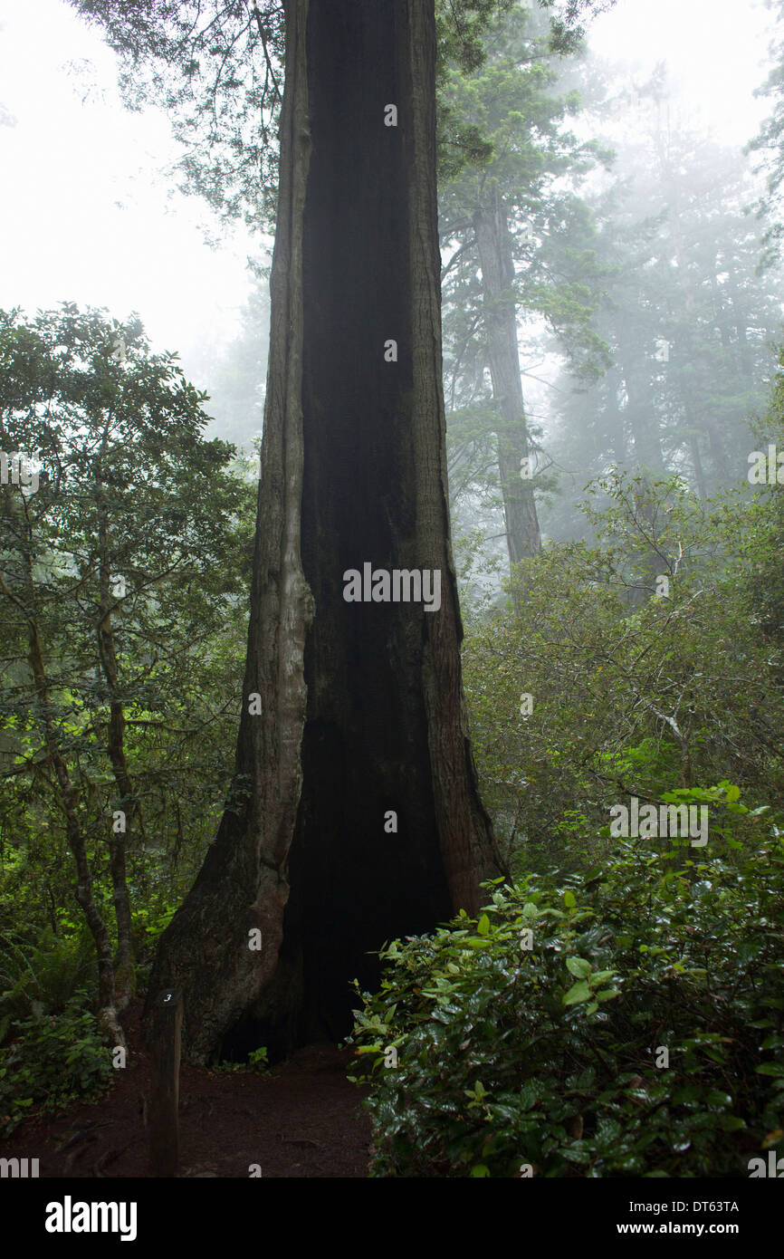 Tronc d'arbre, Redwoods National Park, California, USA Banque D'Images