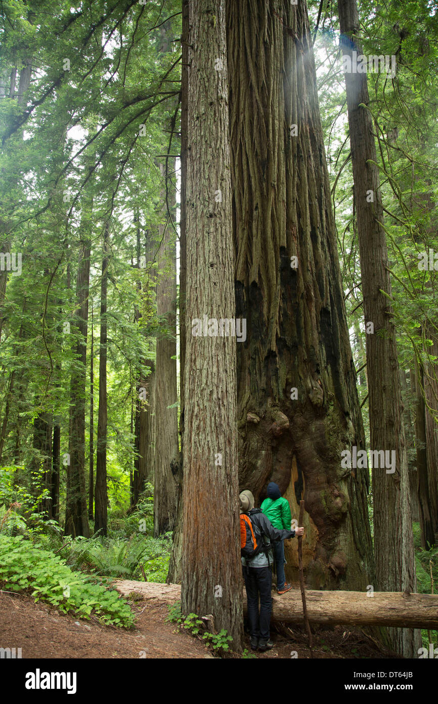 Père et fils dans la région de Redwoods National Park, California, USA Banque D'Images