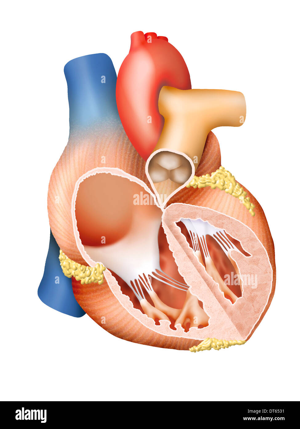 Illustration détaillée d'un coeur humain, section transversale. Banque D'Images