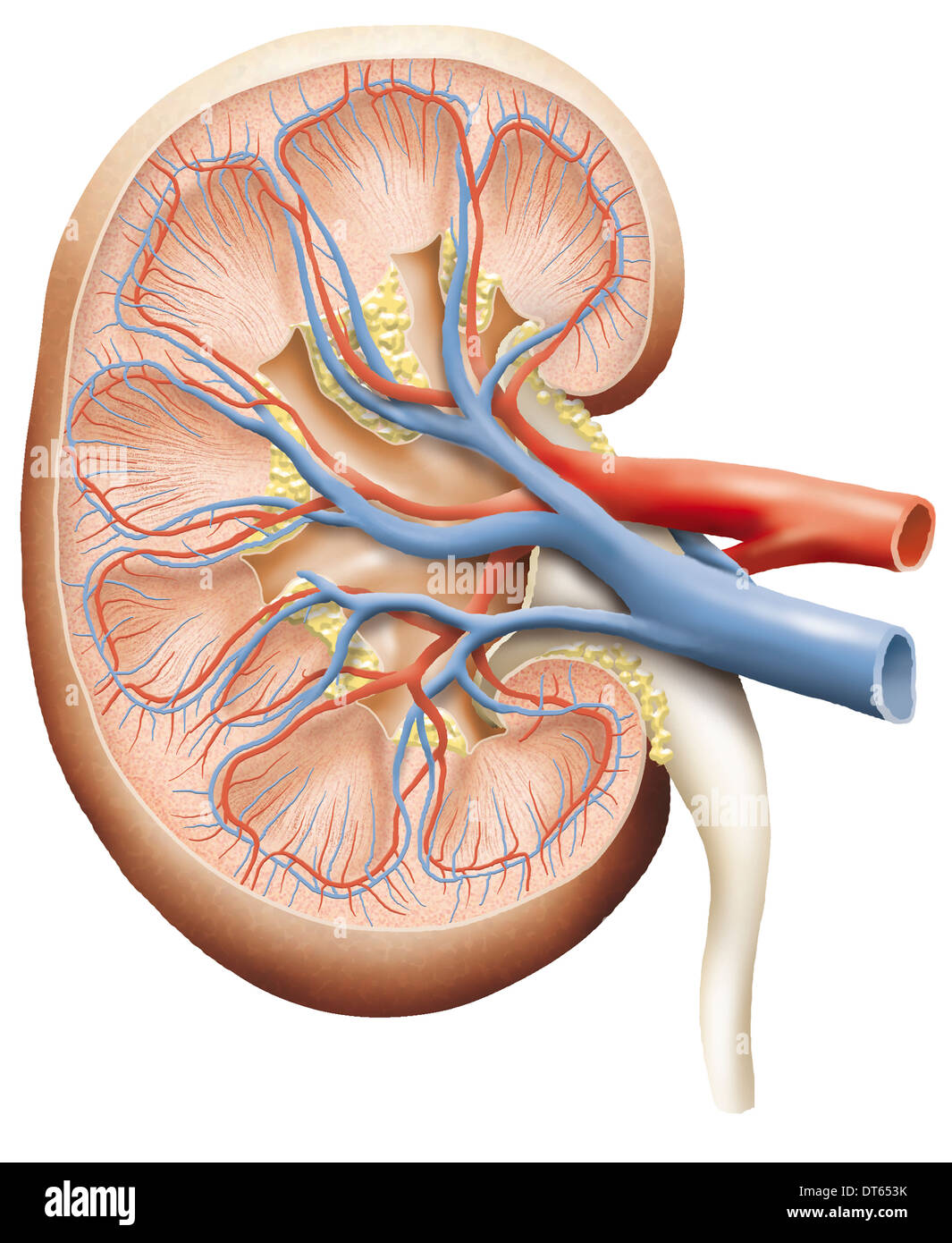 Cross-section illustration d'un rein humain. Banque D'Images