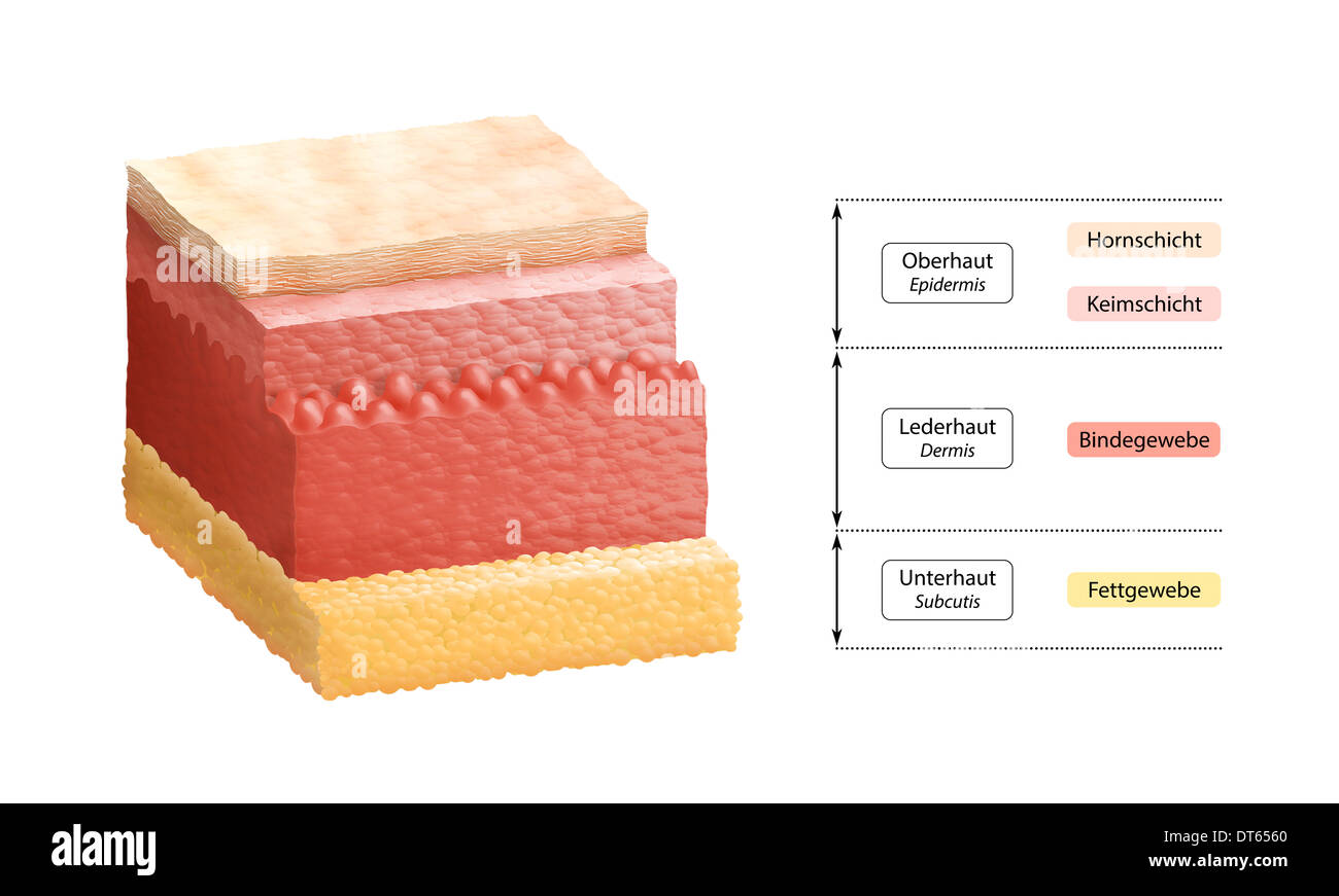 Crosssection illustration de la peau humaine, composé de trois couches