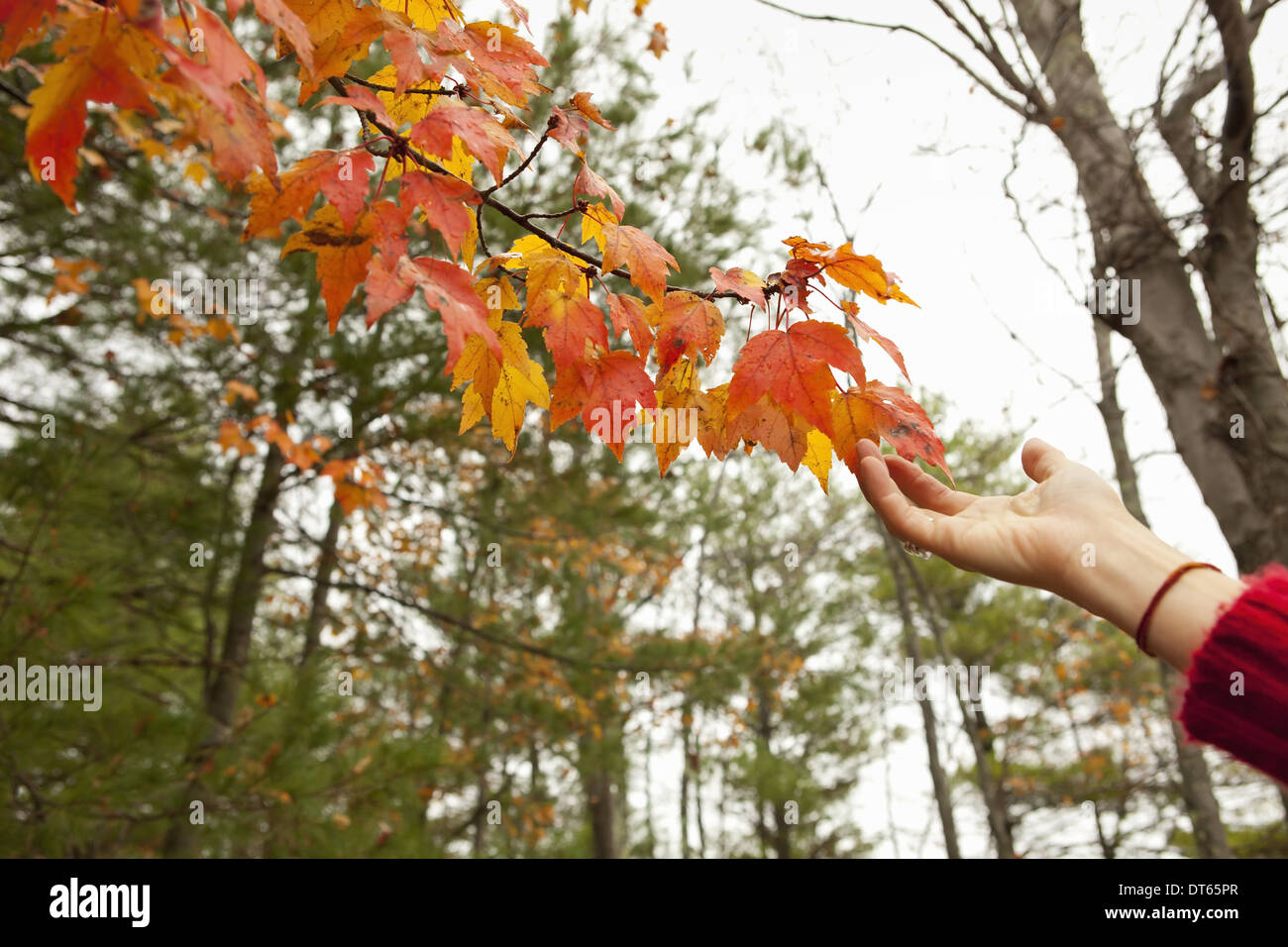 Une personne allant jusqu'à l'automne feuillage sur une branche d'arbre. Banque D'Images