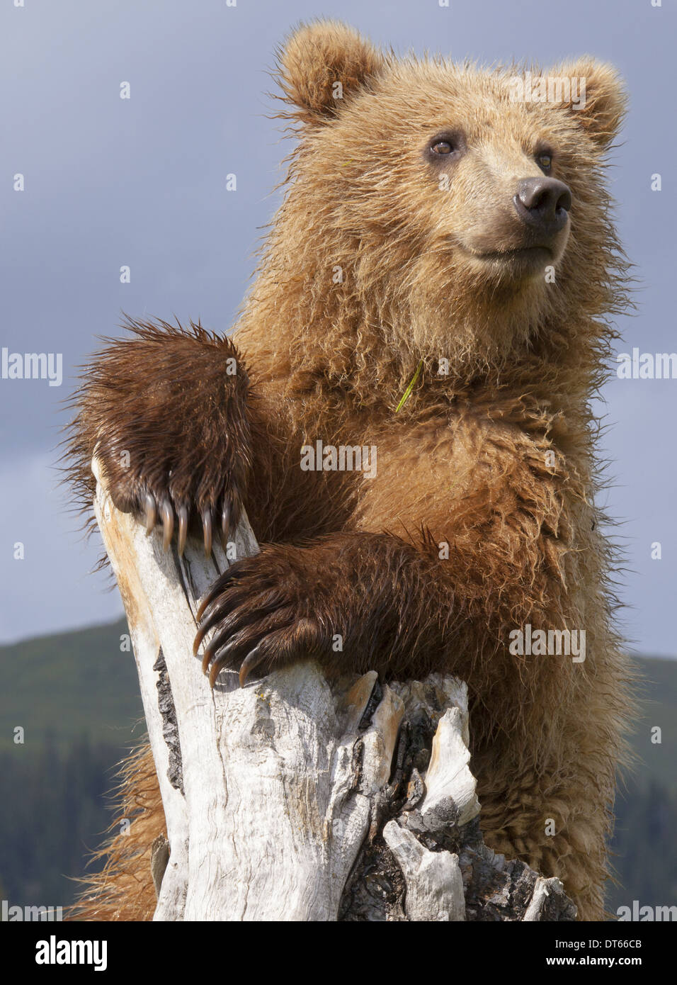 L'ours brun, Lake Clark National Park, Alaska, USA Banque D'Images