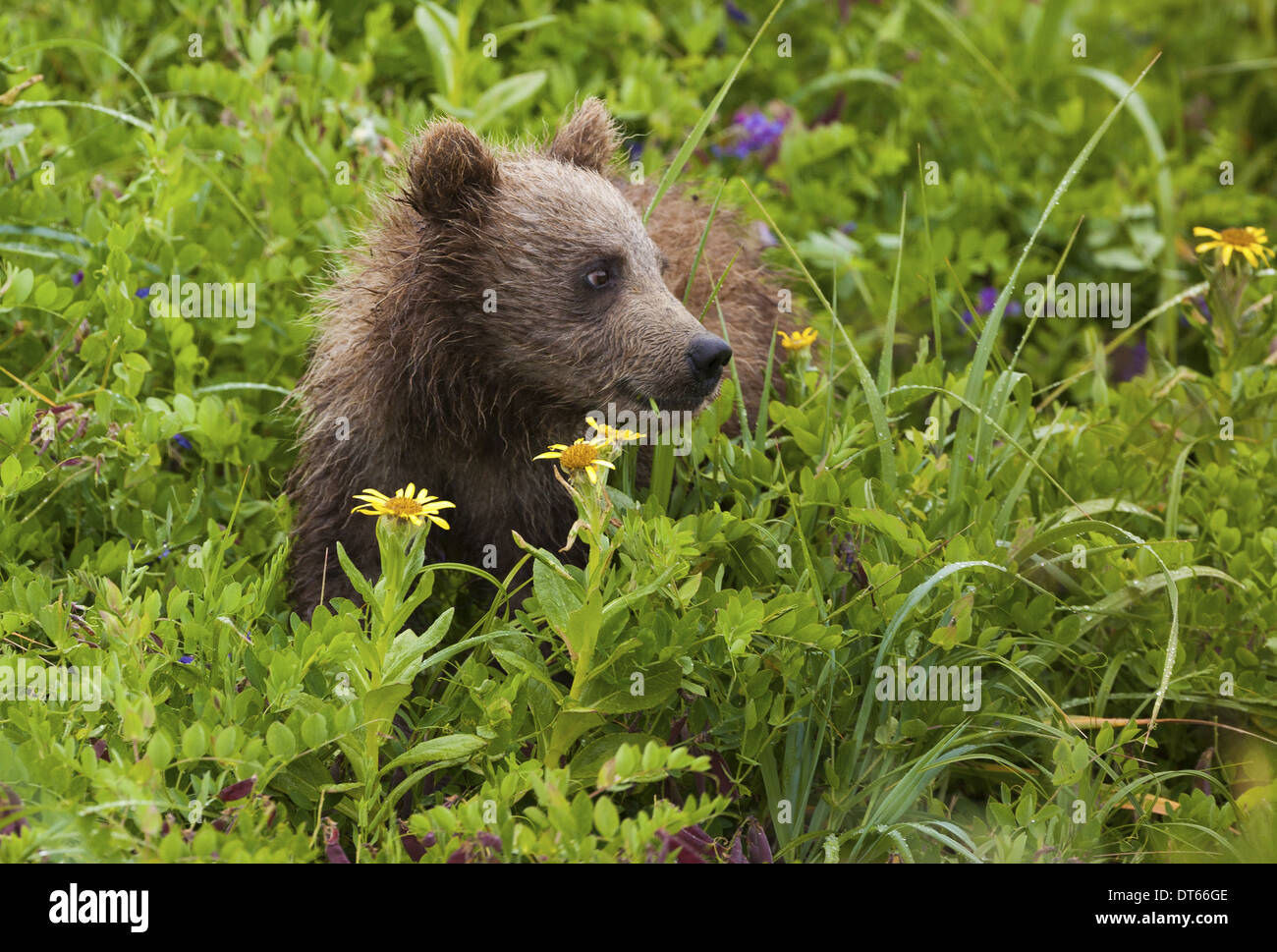 Brown Bear cub, Lake Clark National Park, Alaska, USA Banque D'Images