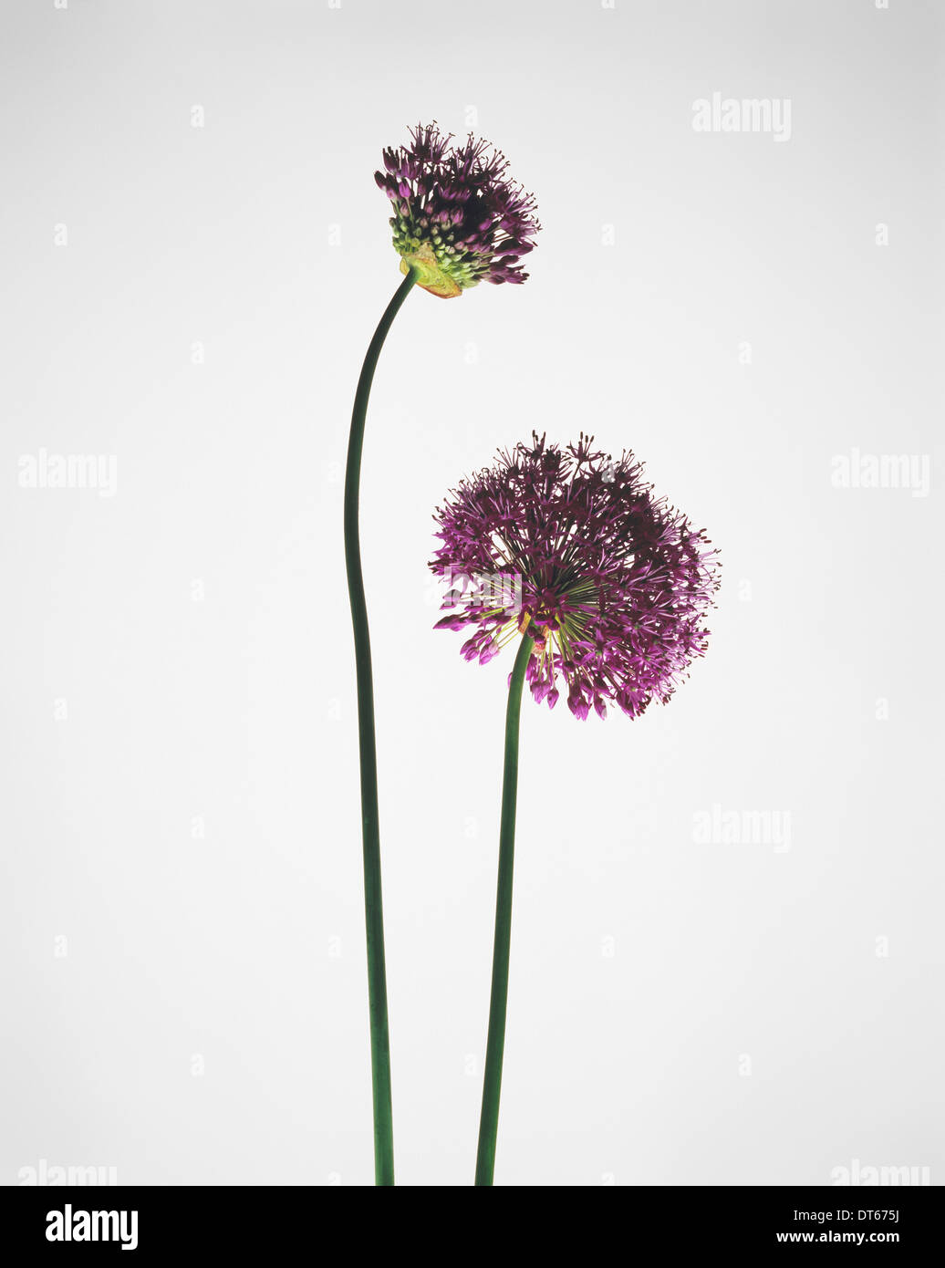 La vie encore de deux fleurs d'allium purple Banque D'Images