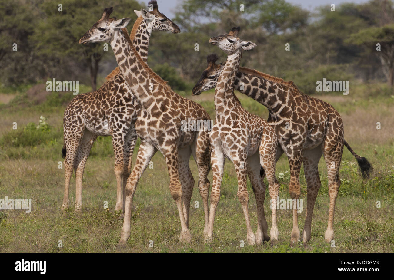 Un petit groupe de girafe de Masai, Serengeti National Park, Tanzania Banque D'Images