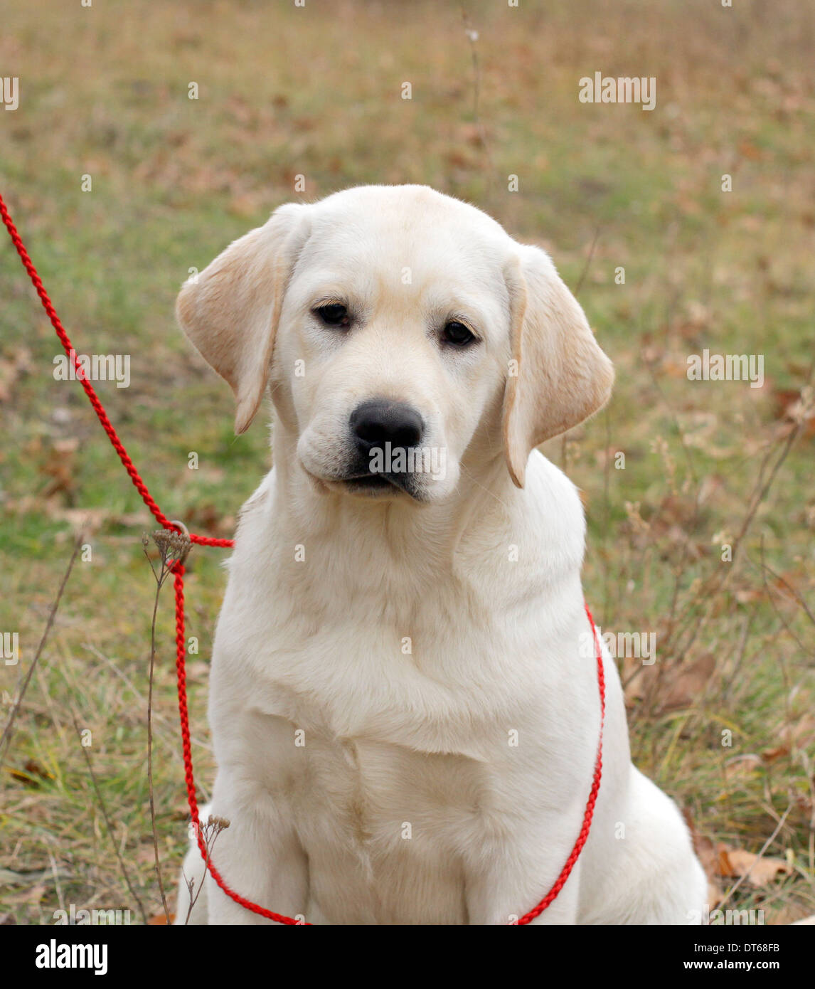 Heureux labrador jaune puppy portrait Banque D'Images