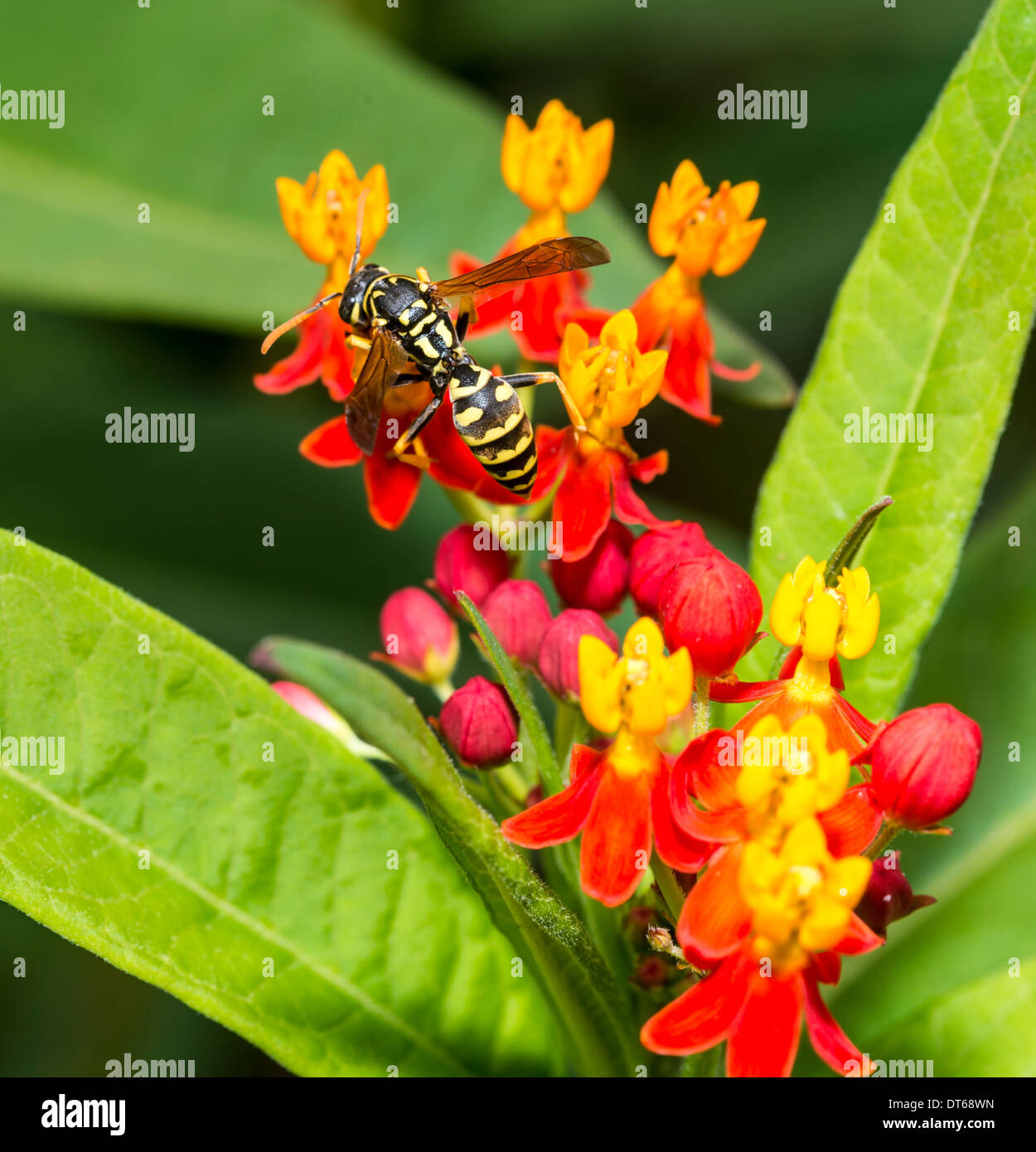 Veste jaune est le nom usuel en Amérique du Nord pour les guêpes prédatrices du genre Vespula et Dolichovespula Banque D'Images