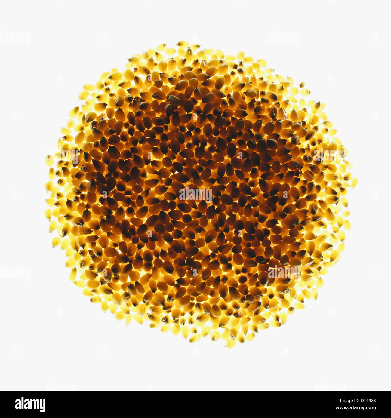 Cercle de popcorn bio noyaux sur fond blanc Banque D'Images