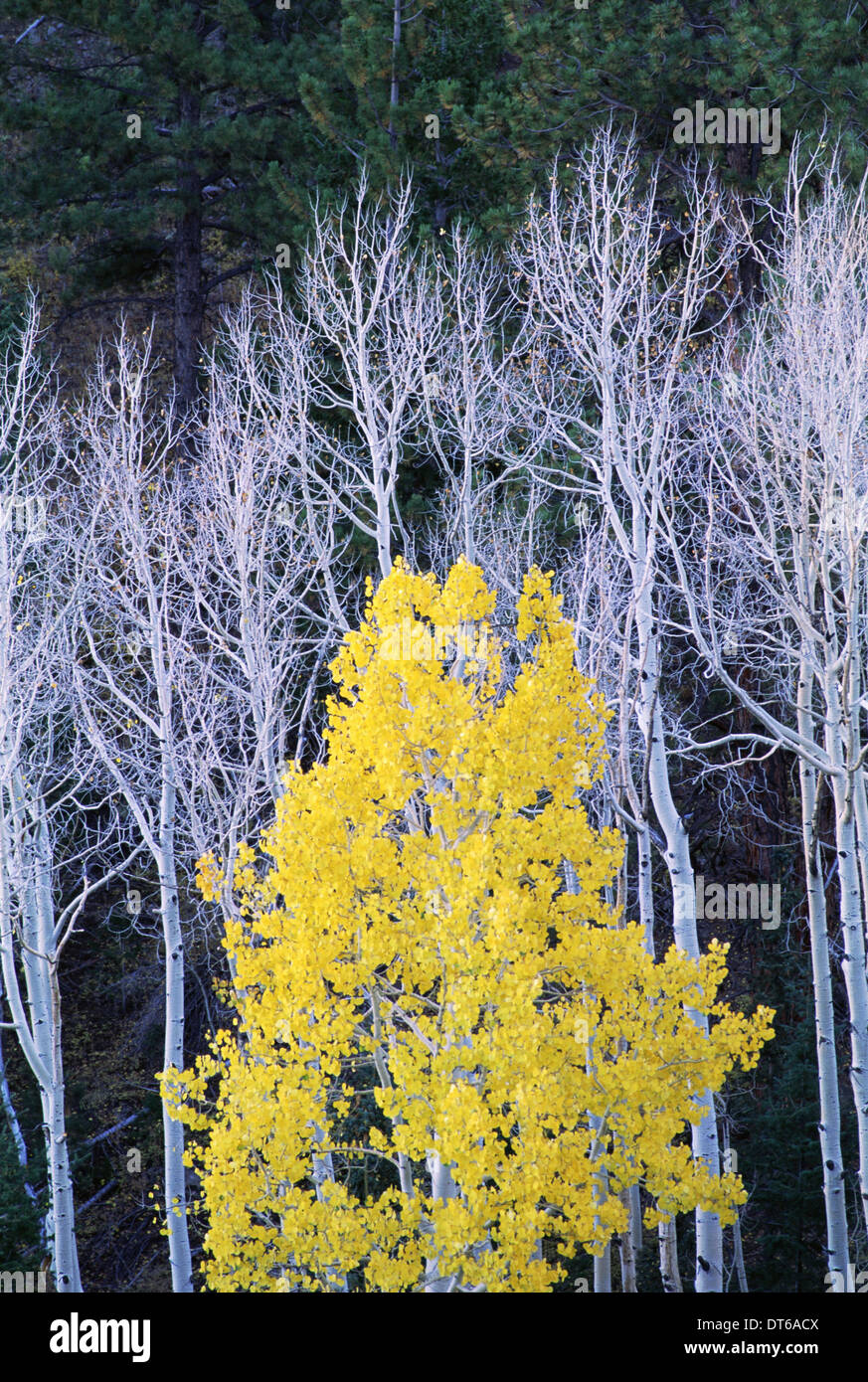Dixie National Forest. Branches des troncs blancs de trembles, avec feuillage brun-jaune. Vert foncé des pins. Banque D'Images