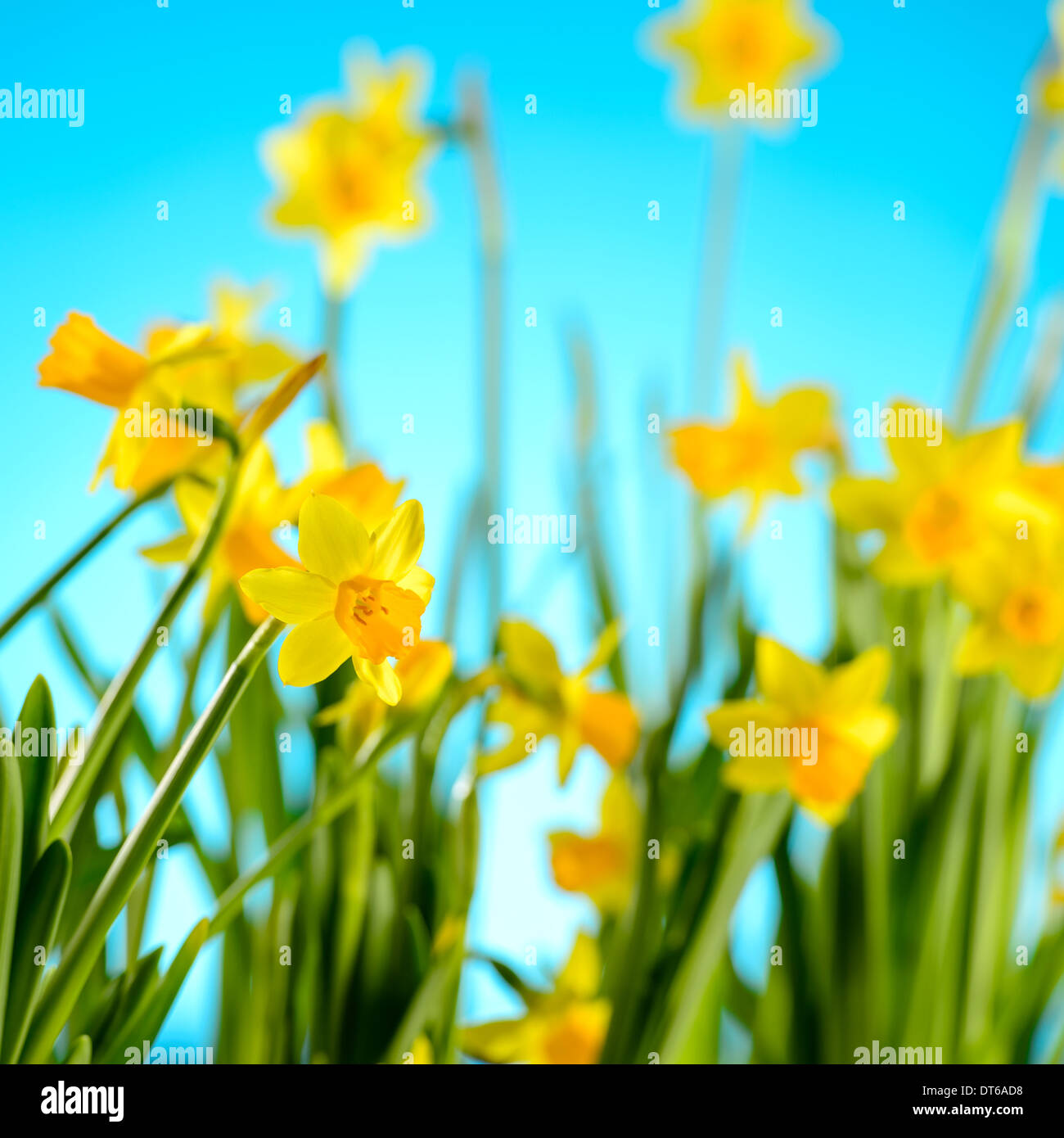 Fleurs de Printemps narcisse jaune sur fond bleu Banque D'Images