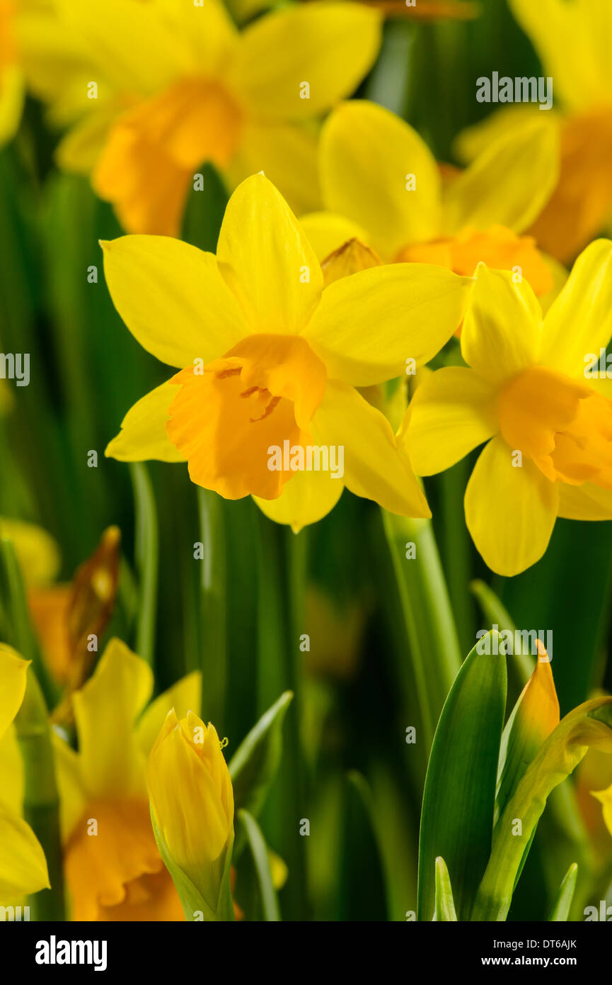 Narcisse jaune fleurs de printemps Banque D'Images